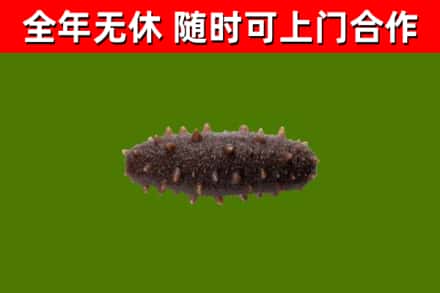 塔城烟酒回收干海参.jpg